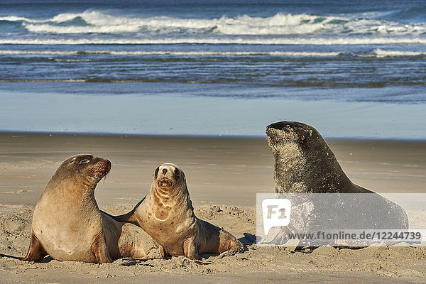 A male New Zealand sea lion (Hooker's sea lion) guards juvenile females of the species on Allans Beach  Otago Peninsula  Otago  South Island  New Zealand  Pacific