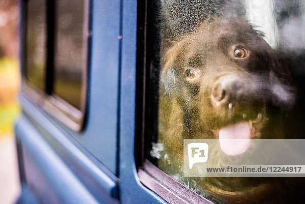 Spaniel in car with nose against window  United Kingdom  Europe