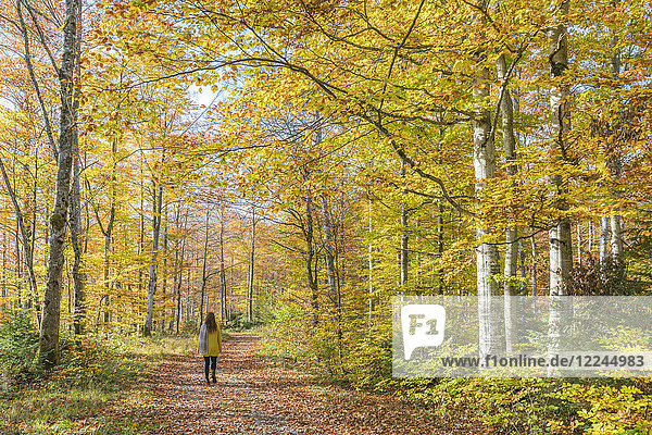 Frau beim Spaziergang in einem Buchenwald im Herbst  Landkreis Bad Tolz-Wolfratshausen  Bayern  Deutschland  Europa