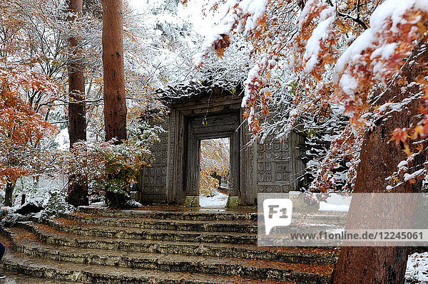 Erster Schneefall auf herbstlich gefärbten Ahornblättern  am Eingang zum Kubota Itchiku Kimono Museum  Fujikawaguchiko  Japan  Asien
