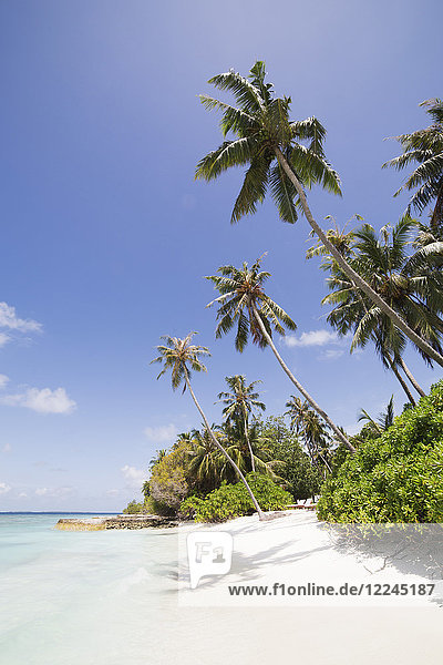 Palm trees lean over white sand under a blue sky on Bandos Island in The Maldives Indian Ocean Asia