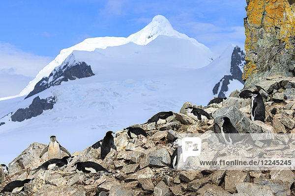 Zügelpinguin-Kolonie (Pygoscelis antarcticus)  zerklüfteter Fels mit Flechten  Halbmondinsel  Südliche Shetlandinseln  Antarktis  Polargebiete
