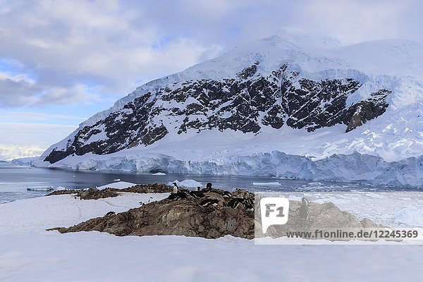 Eselspinguine (Pygoscelis papua)  früher Morgen mit Blick auf den Neko-Harbour-Gletscher  Graham Land  Antarktischer Kontinent  Antarktis  Polargebiete