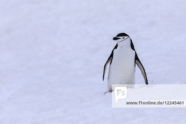 Zügelpinguin (Pygoscelis antarcticus) im Schnee  Halbmondinsel  Südliche Shetlandinseln  Antarktis  Polargebiete