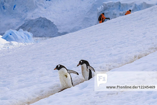 Gentoo penguins (Pygoscelis papua) use a penguin highway  visitors use their own  Neko Harbour  Antarctic Peninsula  Antarctica  Polar Regions