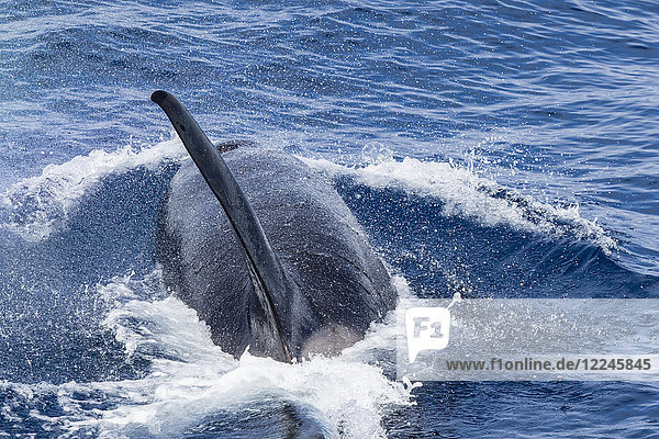 Ein ausgewachsener Bulle des Typs D (subantarktischer Schwertwal) (Orcinus orca)  der in der Drake-Passage auftaucht  Antarktis  Polarregionen