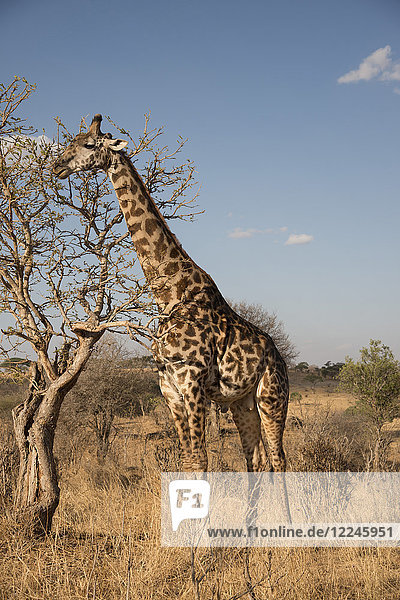 A Masai giraffe (Giraffa camelopardalis) eating acacia leaves in Serengeti National Park UNESCO World Heritage Site Tanzania East Africa Africa