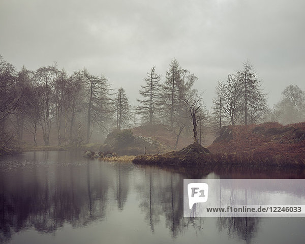 Kahle Bäume am Ufer des Holme Fell Tarn an einem bedeckten Wintertag im Lake District National Park  UNESCO-Weltkulturerbe  Cumbria  England  Vereinigtes Königreich  Europa