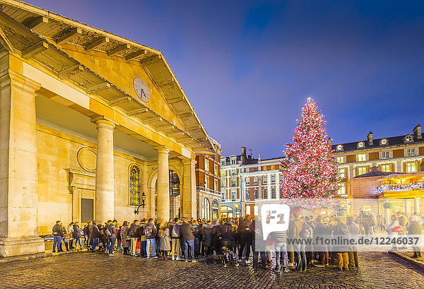 View of Christmas Tree and St. Paul's Church in Covent Garden at dusk  London  England  United Kingdom  Europe