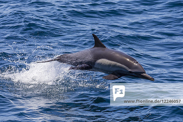 Langschnauzen-Delphin (Delphinus capensis)  springend  Isla Danzante  Baja California Sur  Mexiko  Nordamerika