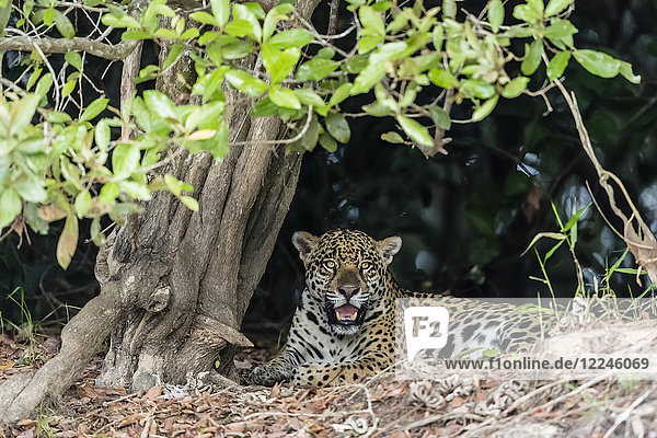 Ein erwachsener Jaguar (Panthera onca)  am Flussufer des Rio Tres Irmao  Mato Grosso  Brasilien  Südamerika