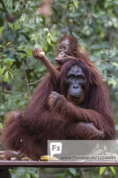 Mother and baby Bornean orangutan (Pongo pygmaeus) at Camp Leakey Borneo Indonesia Southeast Asia Asia