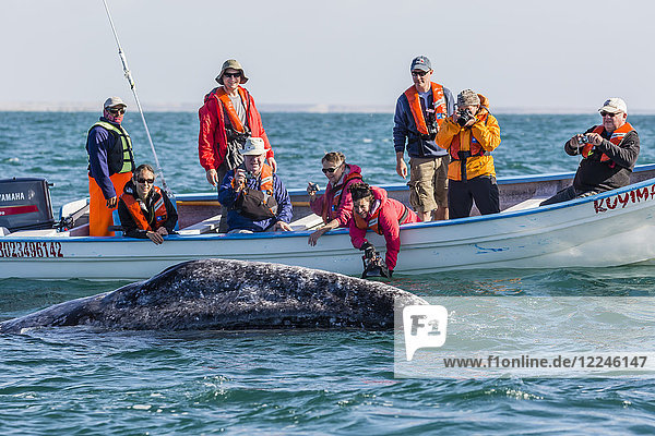 Adult California gray whale (Eschritius robustus) with tourists in San Ignacio Lagoon Baja California Sur Mexico North America