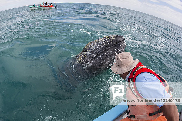 California gray whale calf (Eschritius robustus) with tourists in San Ignacio Lagoon Baja California Sur Mexico North America