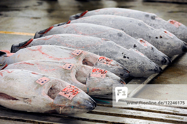 Thunfisch zur Versteigerung auf dem frühmorgendlichen Markt von Tsukiji Shijo  dem größten Fisch- und Meeresfrüchtemarkt der Welt  Tsukiji  Tokio  Japan  Asien