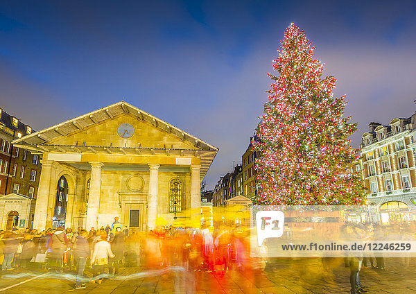 Blick auf Weihnachtsbaum und St. Paul's Church in Covent Garden in der Abenddämmerung  London  England  Vereinigtes Königreich  Europa