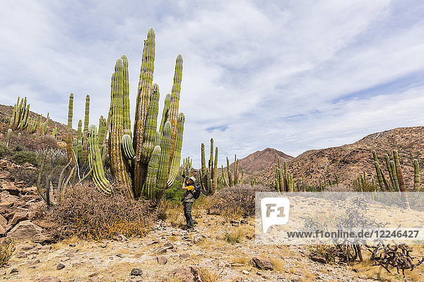 Fotograf mit Mexikanischer Riesenkardone (Pachycereus pringlei),  Isla San Esteban,  Baja California,  Mexiko,  Nordamerika