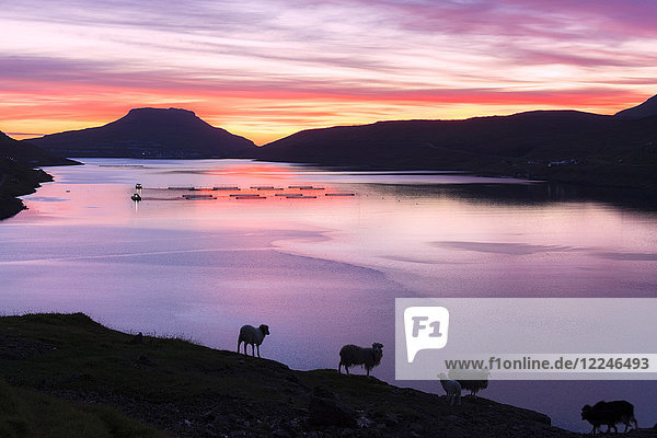 Schafe auf Hügeln über dem Meer bei Sonnenaufgang  Eidi  Nordskali Fjord  Eysturoy Insel  Färöer Inseln  Dänemark  Europa