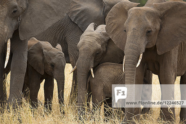 A family of elephants (Loxondonta africana) huddled together with their young in Tarangire National Park Tanzania East Africa Africa