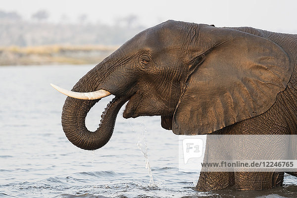 Afrikanischer Elefant (Loxodonta africana) im Fluss  Chobe River  Botswana  Afrika