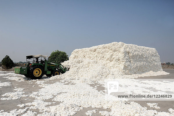 Baumwollfasern  handgepflückt von den örtlichen Baumwollfeldern  werden in großen Mengen mit einem Bagger in die Fabrik zur Verarbeitung gebracht  Gujarat  Indien  Asien