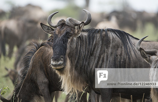 Close-up of a wildebeest (Connochaetes taurinus) in Serengeti National Park Tanzania East Africa Africa