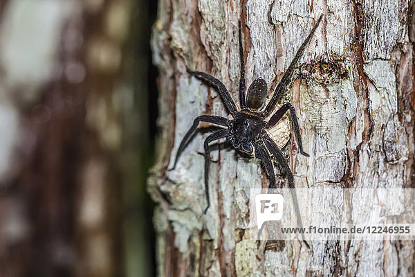 Spinne mit Eimasse auf einem Baum im Tanjung Puting National Park  Kalimantan  Borneo  Indonesien  Südostasien  Asien