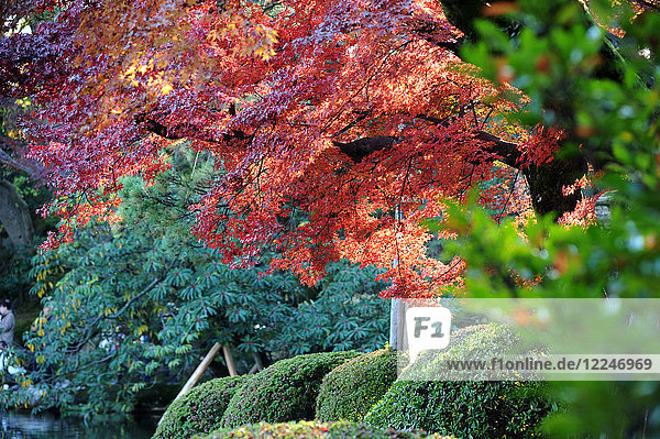 Herbstlich gefärbte Bäume spiegeln sich im Teich im Kenruoken-Garten  einem der schönsten Gärten des Feudalherrn  Kanazawa  Japan  Asien