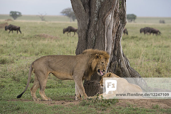 A male lion wooing a female (Panthera leo) before mating in Serengeti National Park UNESCO World Heritage Site Tanzania East Africa Africa