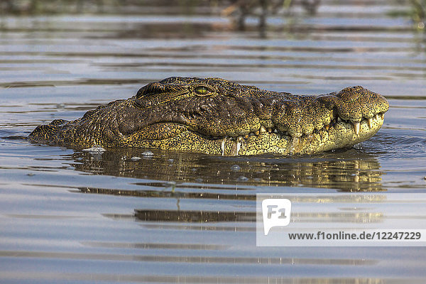 Nilkrokodil (Crocodylus niloticus)  Chobe-Fluss  Botsuana  Afrika