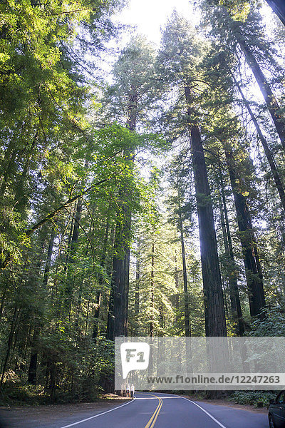 Redwood National State Park  UNESCO-Welterbe  Kalifornien  Vereinigte Staaten von Amerika  Nordamerika
