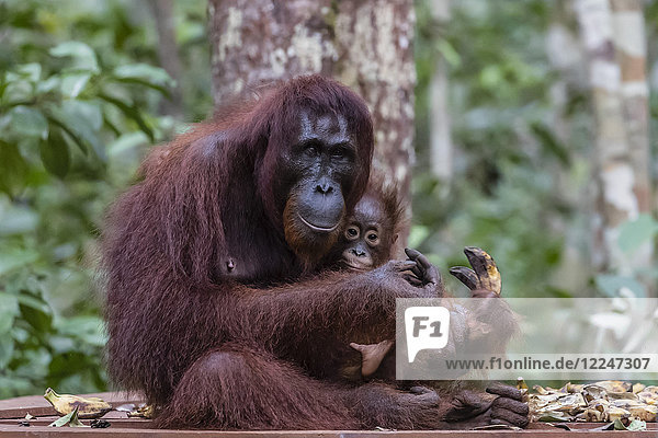 Mother and baby Bornean orangutan (Pongo pygmaeus) Camp Leakey Borneo Indonesia Southeast Asia Asia