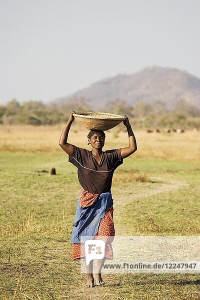 Die Tonga-Frau trägt einen Korb mit Hirse in ihr Dorf am Kariba-See Sambia.