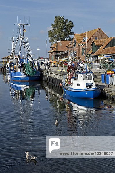 Fishing port  Schlei river  Maasholm  Schleswig-Holstein  Germany  Europe