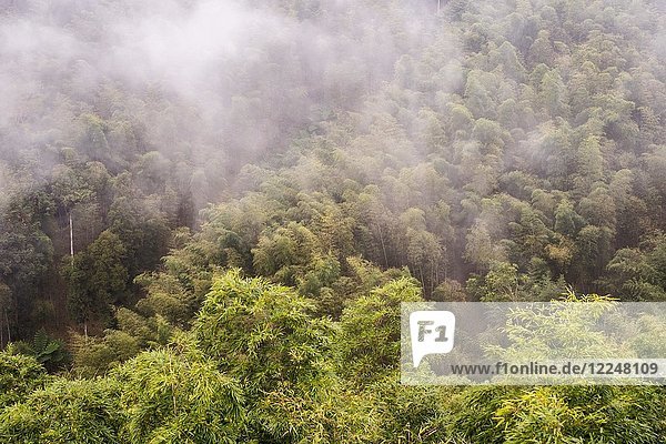 Bambuswald im Nebel Nantou Taiwan China Asien