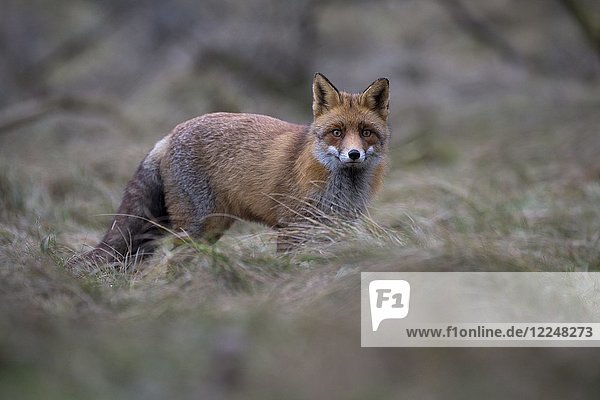 Red fox (Vulpes vulpes)  Alkmar  North Holland  Netherlands
