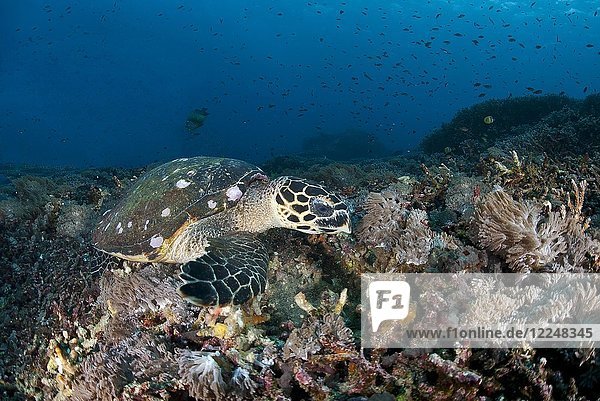Echte Karettschildkröte (Eretmochelys imbricata)  auf Nahrungssuche über einem Korallenriff  Nusa Penida  Nusa Lembongan  Bali  Indonesien  Asien