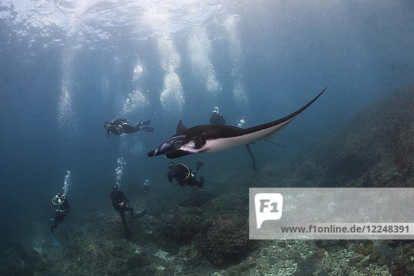 Reef Manta Ray (Mobula alfredi) watched by divers  Manta Point  Nusa Penida  Nusa Lembongan  Bali  Indonesia  Asia