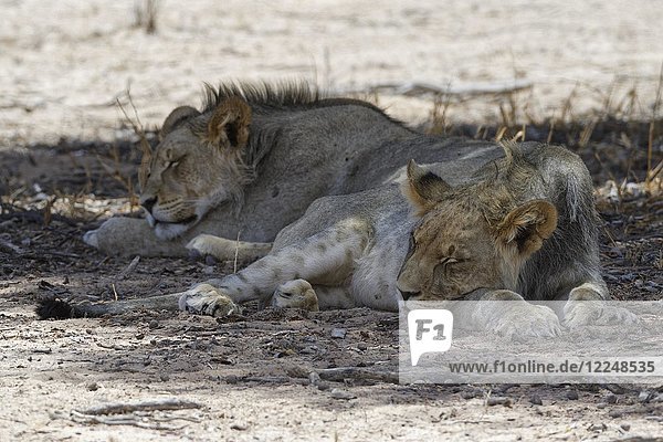 Schwarzmähnenlöwen (Panthera leo vernayi)  zwei junge Männchen schlafen in der Mittagshitze im Schatten  Kgalagadi Transfrontier Park  Nordkap  Südafrika  Afrika