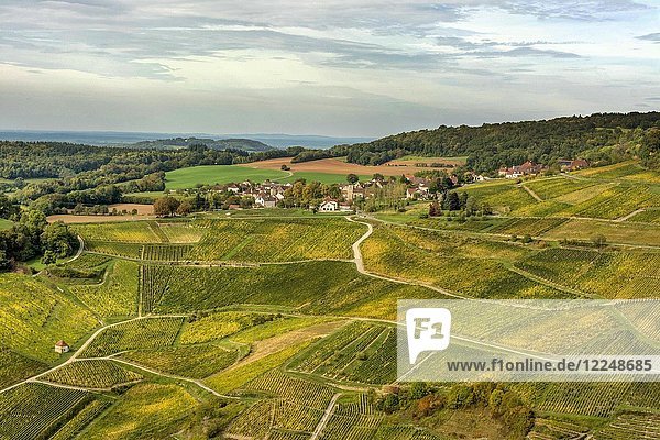 Weinberge von Chateau-Chalon  Departement Jura  Bourgogne-Franche-Comté  Frankreich  Europa
