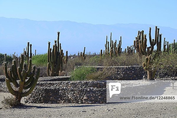Ruinen von Quilmes  Ciudad Sagrada de los Quilmes  Fundamente mit Säulenkakteen  Festung  Valle Calchaquí  Tucumán  Argentinien  Südamerika