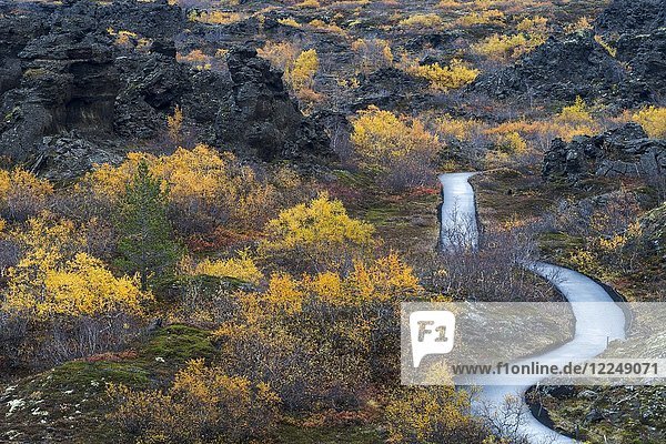 Herbstliche Vegetation mit Wanderweg Dimmuborgir Myvatn Nordisland Island Europa