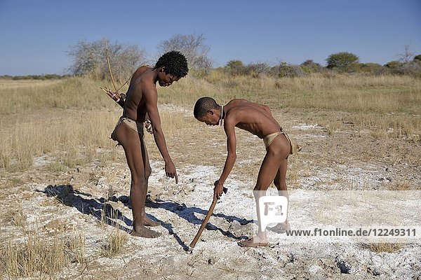 Bushmen of the Ju/' Hoansi-San hunting  read tracks  village //Xa/oba  near Tsumkwe  Otjozondjupa region  Namibia  Africa