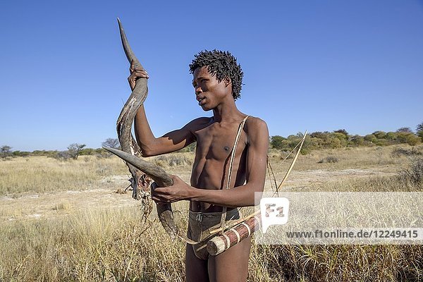 Bushman of the Ju/? Hoansi-San in a traditional hunt with bow and arrow  inspects the horn of a Kudu  village //Xa/oba  near Tsumkwe  Otjozondjupa region  Namibia  Africa