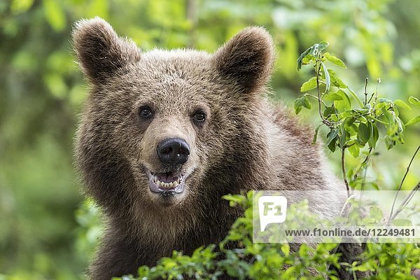Europäischer Braunbär (Ursus arctos arctos)  Tierporträt  Region Notranjska  Slowenien  Europa