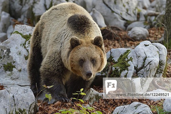 Europäischer Braunbär (Ursus arctos arctos)  im Karstwald  Notranjska  Slowenien  Europa