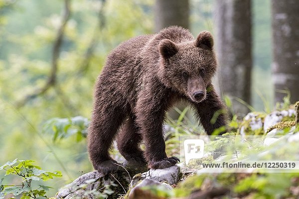 Europäischer Braunbär (Ursus arctos arctos)  Jungtier im Wald  Region Notranjska  Slowenien  Europa
