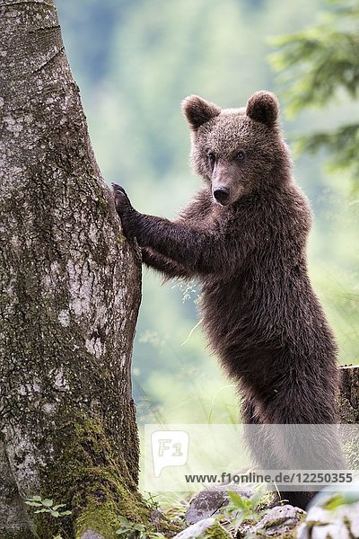 Europäischer Braunbär (Ursus arctos arctos)  Jungtier auf einem Baum stehend  Region Notranjska  Slowenien  Europa