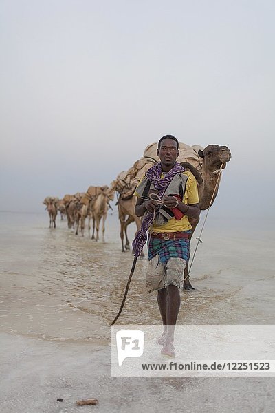 Caravan  camels transporting salt through the Dallol Salt Desert  Ethiopia  Africa