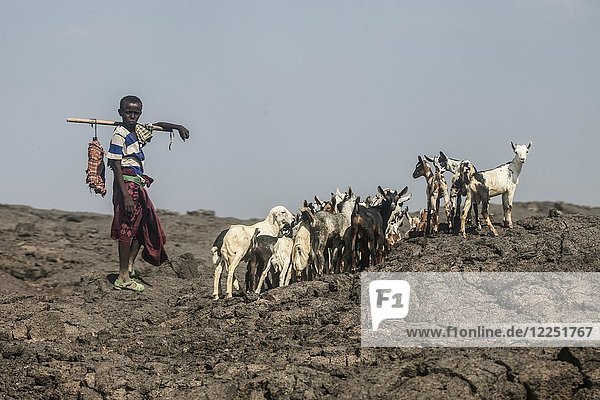Goat shepherd  boy with herd of goats  Danakil Desert  Ethiopia  Africa
